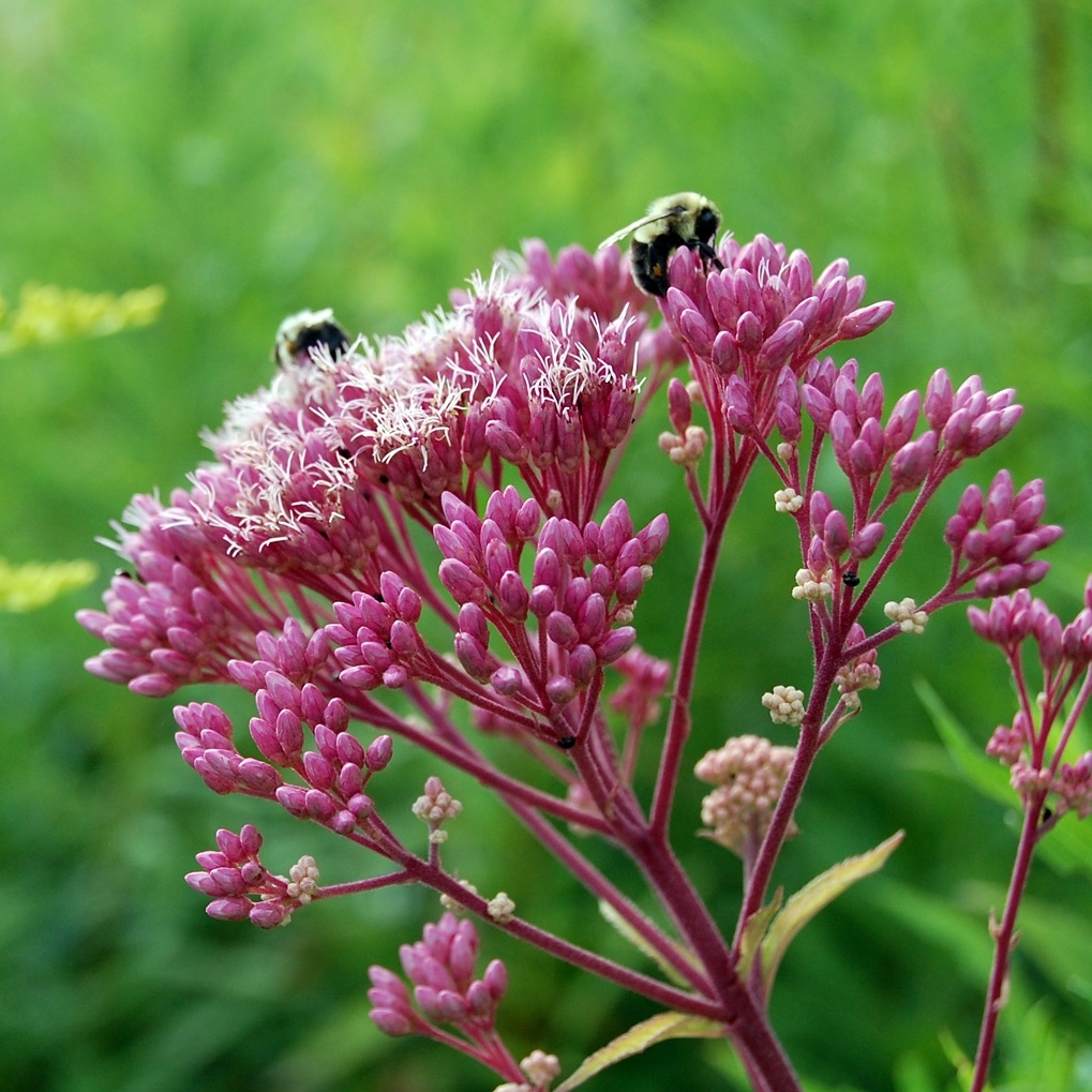 Celebrate Springtime At The 10th Annual Native Plant Sale 