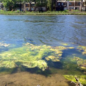 Algal bloom on Salt Pond
