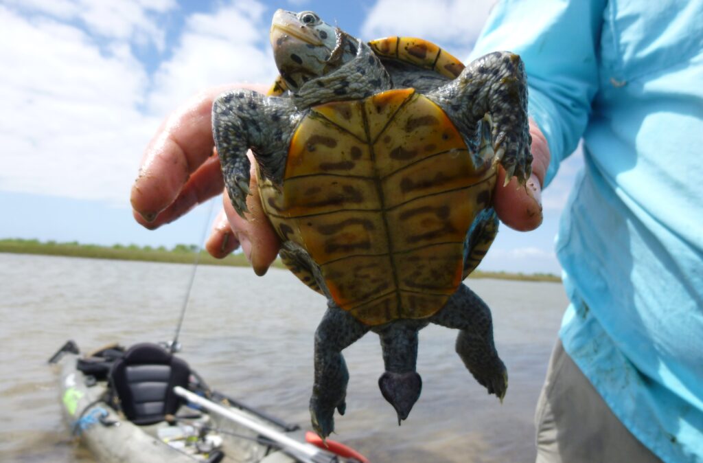 a person holding a turtle in their hands