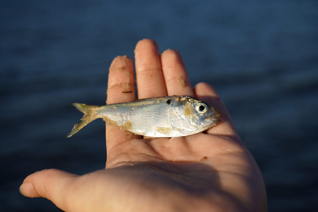 a small fish sitting on top of a person's hand