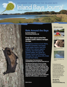 an article about bats around the bays