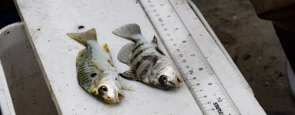 two dead fish on a scale with a measuring tape