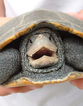 a person holding a turtle with its mouth open