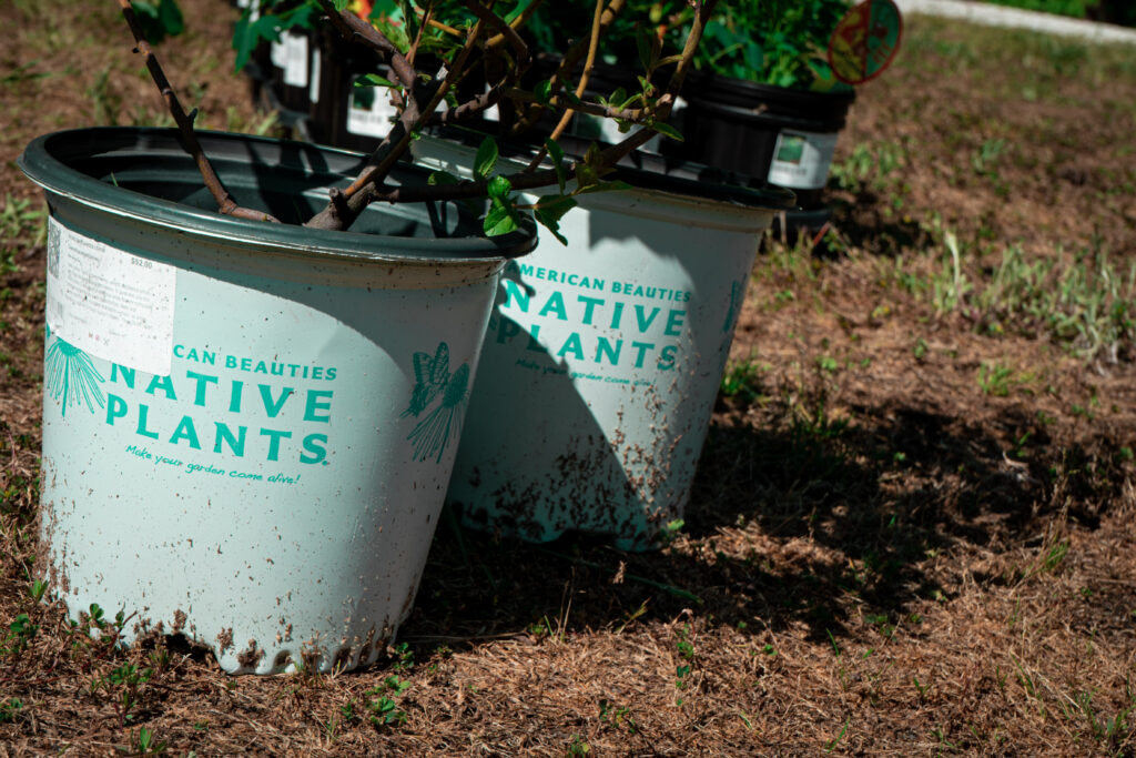 two buckets with plants growing out of them