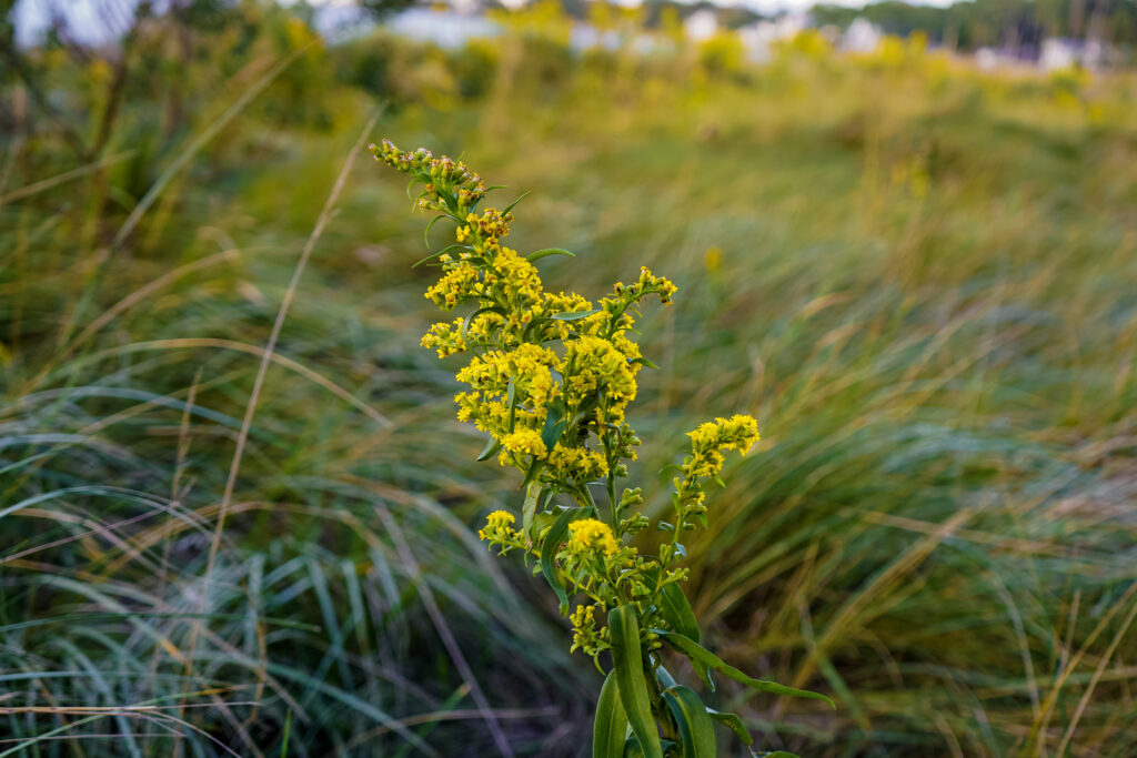 a plant with yellow flowers in a field